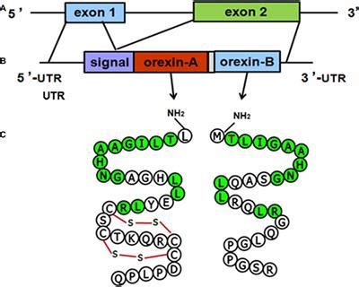 orexin|More.